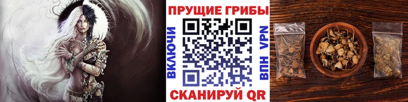 Псилоцибиновые грибы Psilocybe  Купить закладки  Скопин 